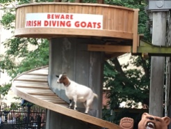 Diving Goats on Beale Street